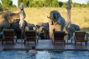 Increíbles momentos de safari en Somalisa Expeditions. 