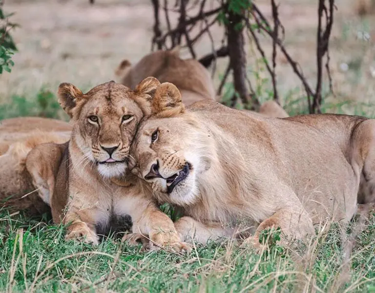 taasa-safari-wildlife