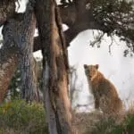 Sabi Sands has an abundance of big cats.