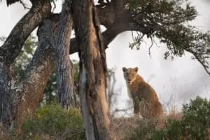 Sabi Sands has an abundance of big cats.