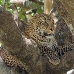 Un escurridizo leopardo avistado durante un safari en el Taasa Lodge. 