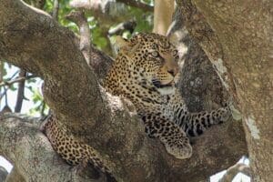 Un escurridizo leopardo avistado durante un safari en el Taasa Lodge. 