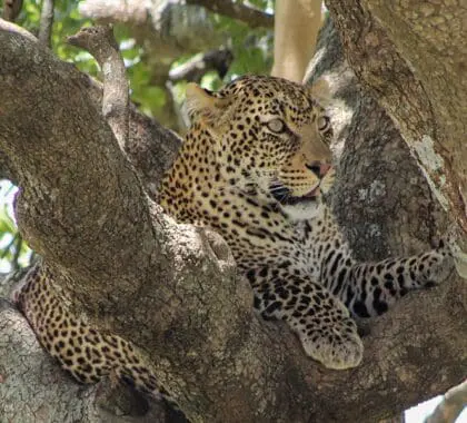 Un escurridizo leopardo avistado durante un safari en el Taasa Lodge. 
