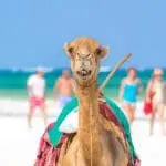 Take the family to enjoy camel rides on the beach. 