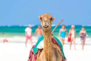 Take the family to enjoy camel rides on the beach. 