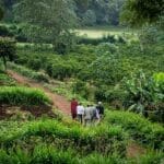 Visite la plantación de café de Gibbs Farm. 