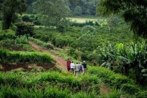 Visite la plantación de café de Gibbs Farm. 
