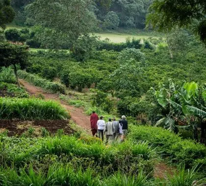Visite la plantación de café de Gibbs Farm. 