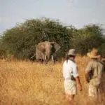 Go on a walking safari with expert guides. 