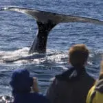 Maravíllese ante la majestuosidad de las ballenas que hacen la cola de lobo en la bahía.