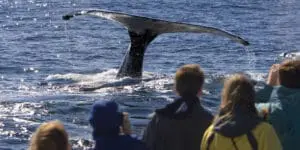 Maravíllese ante la majestuosidad de las ballenas que hacen la cola de lobo en la bahía. 