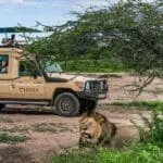 Spot the Big 5 while out on a game drive | Lemala Osonjoi Lodge