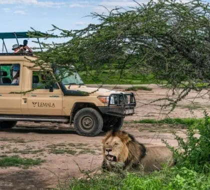 Spot the Big 5 while out on a game drive | Lemala Osonjoi Lodge