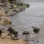 Sea testigo del mayor espectáculo de la Naturaleza (en temporada), la Gran Migración. 