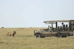 You'll experience regular game drives at the camp, all in the expert hands of passionate rangers. 