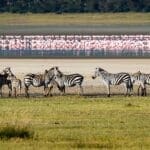 Excepcionales avistamientos de fauna salvaje en el cráter del Ngorongoro. | Granja Gibbs