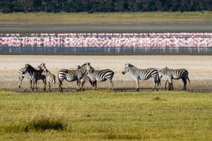Excepcionales avistamientos de fauna salvaje en el cráter del Ngorongoro. | Granja Gibbs