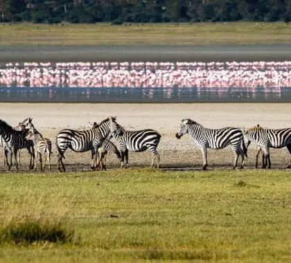 Excepcionales avistamientos de fauna salvaje en el cráter del Ngorongoro. | Granja Gibbs
