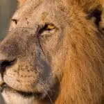 Lion sightings at Ol Pejeta Bush Camp. 