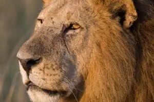 Lion sightings at Ol Pejeta Bush Camp. 