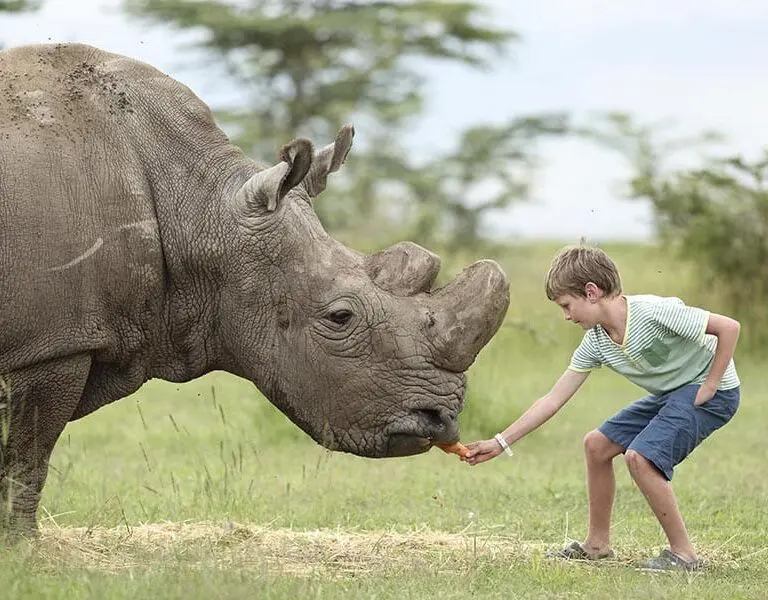opbc-eeding-rhino2-3