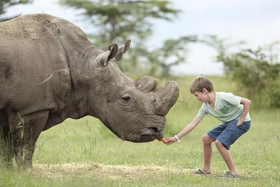 opbc-eeding-rhino2-3