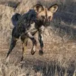 Avistamiento del perro salvaje africano, en peligro de extinción, también conocido como el "lobo pintado" de África. 