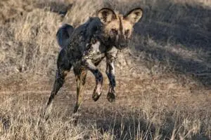 Avistamiento del perro salvaje africano, en peligro de extinción, también conocido como el "lobo pintado" de África. 