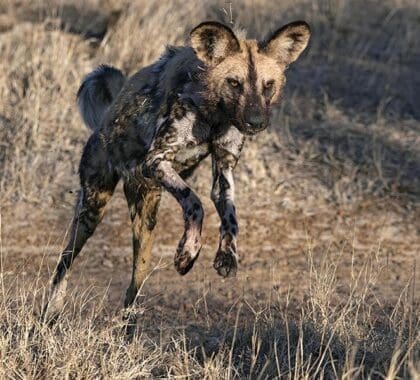 Avistamiento del perro salvaje africano, en peligro de extinción, también conocido como el "lobo pintado" de África. 