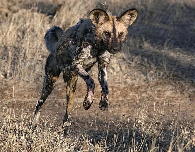 Spotting the endangered African wild dog, also known as Africa's 'Painted Wolf'. 