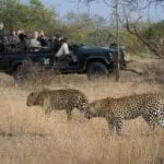 En algunas partes de Sudáfrica, los leopardos no son esquivos. 