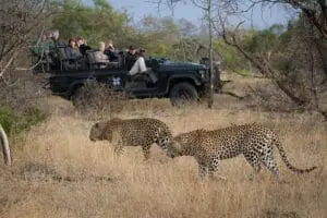 En algunas partes de Sudáfrica, los leopardos no son esquivos. 