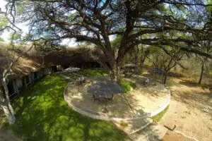 Camelthorn is wrapped around its ancient namesake tree. 