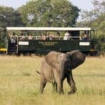 Hop aboard the Elephant Express Railcar. 