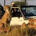 Spot out leopards on a game drive.