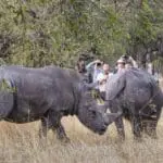 Camelthorn supports rhino conservation projects.