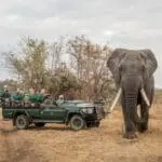 Disfrute de encuentros cercanos con la vida salvaje en los safaris.