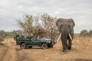 Disfrute de encuentros cercanos con la vida salvaje en los safaris. 