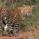 Descubra leopardos curiosos.