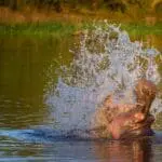 Marvel at the natural splendour of undisturbed wildlife. 