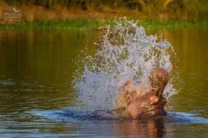 Marvel at the natural splendour of undisturbed wildlife. 