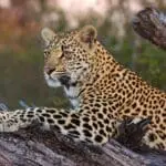 Sabi Sands is home to a healthy population of leopards.
