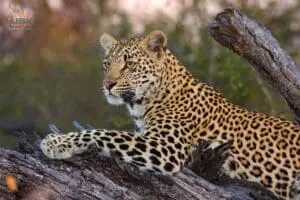 Sabi Sands is home to a healthy population of leopards.