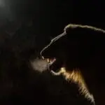 Spot out one of the Big 5 while out on a night drive. 