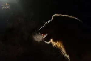 Spot out one of the Big 5 while out on a night drive. 