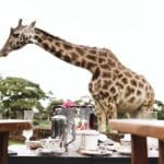 Disfrute del desayuno en la terraza con una compañía poco habitual. 