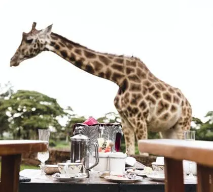 Disfrute del desayuno en la terraza con una compañía poco habitual. 