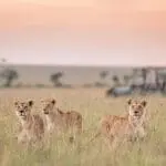 Donde mandan los leones: cerca de 900 leones deambulan por la Reserva Nacional de Masai Mara | Governor's Camp