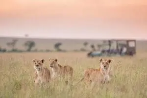 Donde mandan los leones: cerca de 900 leones deambulan por la Reserva Nacional de Masai Mara | Governor's Camp