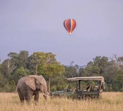 Iconic safari experiences in Kenya | Govenors' Camp